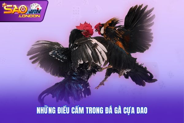 Những điều cấm trong đá gà cựa dao